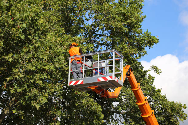 Best Palm Tree Trimming  in Shullsburg, WI