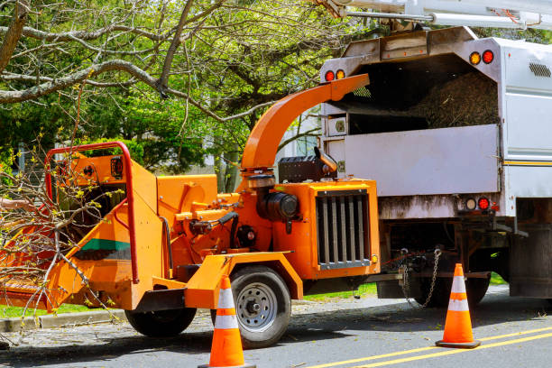 How Our Tree Care Process Works  in  Shullsburg, WI