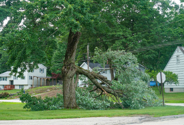 Best Emergency Tree Removal  in Shullsburg, WI