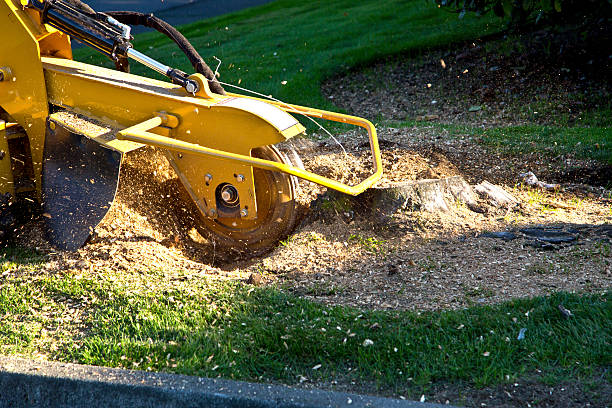 Best Tree Trimming and Pruning  in Shullsburg, WI